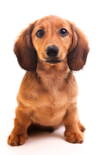 Cute brown Dachshund puppy on white background  A cute brown miniature sausage dog puppy isolated on white background. dachshund photos stock pictures, royalty-free photos & images