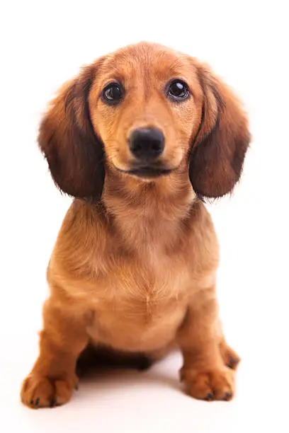 A cute brown miniature sausage dog puppy isolated on white background.