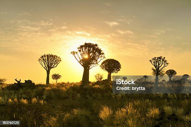 Алоэ Дихотомическое Лес На Закате Возле Keetmanshoop Намибия — стоковые фотографии и другие картинки Quivertree Forest