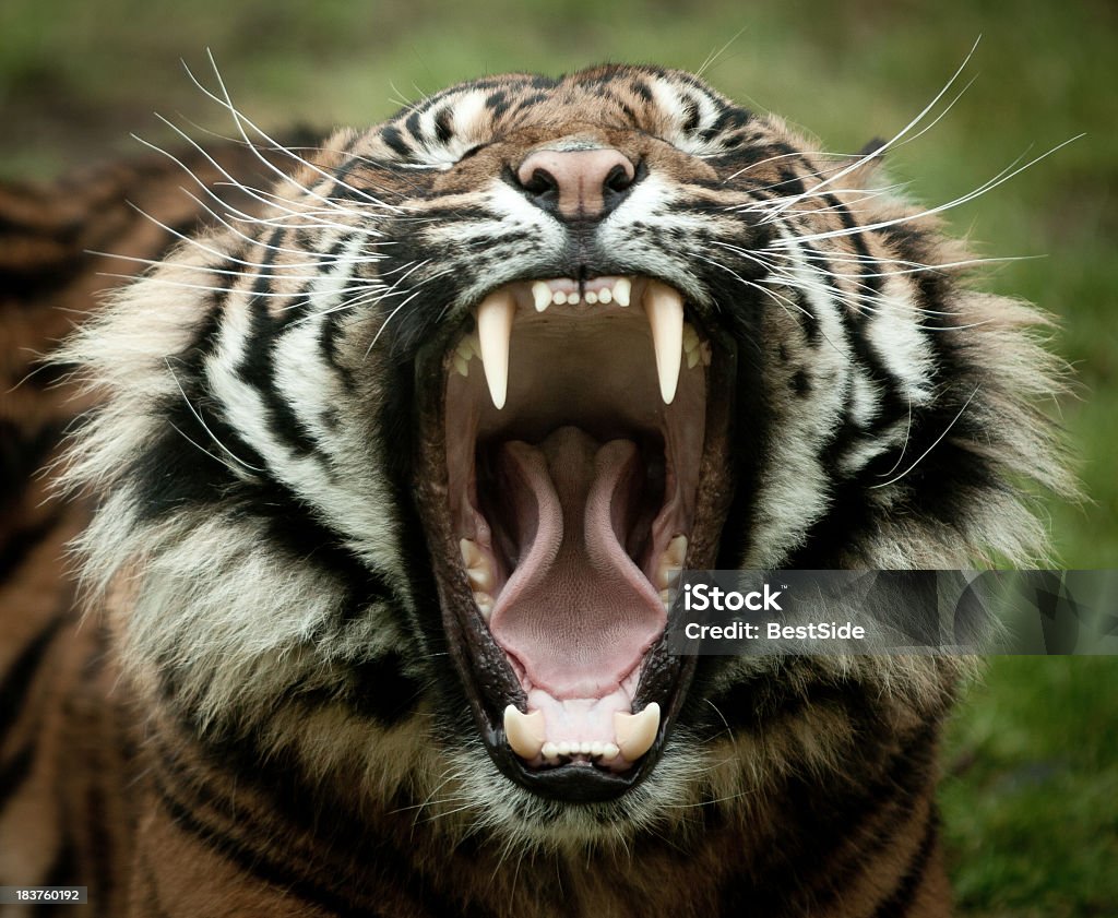Tiger bostezar y frente a la cámara, con fondo verde - Foto de stock de Tigre libre de derechos