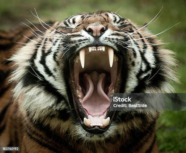 Tiger Bostezar Y Frente A La Cámara Con Fondo Verde Foto de stock y más banco de imágenes de Tigre