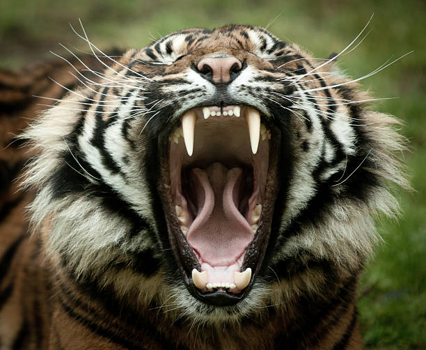 Captive Tiger Yawning, showing fangs tongue and teeth