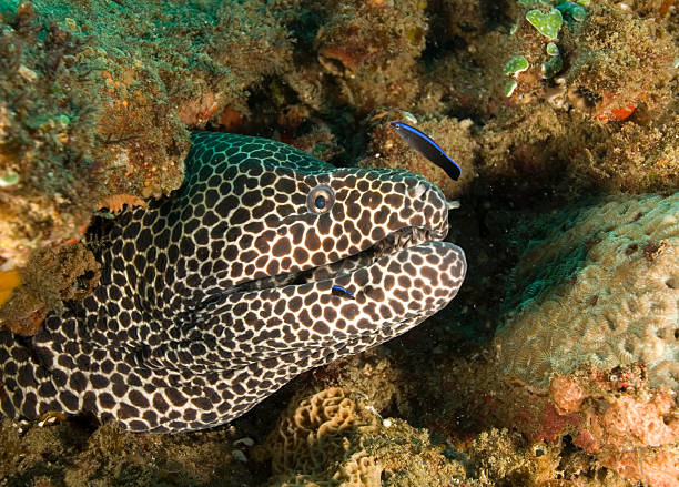 honeycomb moray eel head of massive honeycomb moray eel with blue cleaner wrasse in attendance labroides dimidiatus stock pictures, royalty-free photos & images