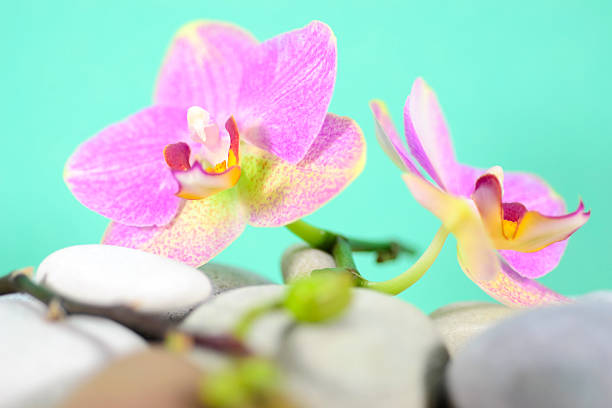 istock Purple Orchid Flower 183760242