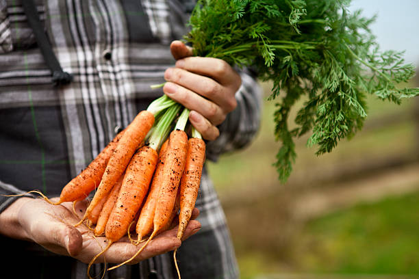 istock Gardener Holding Fresh Organic Carrots 183760253