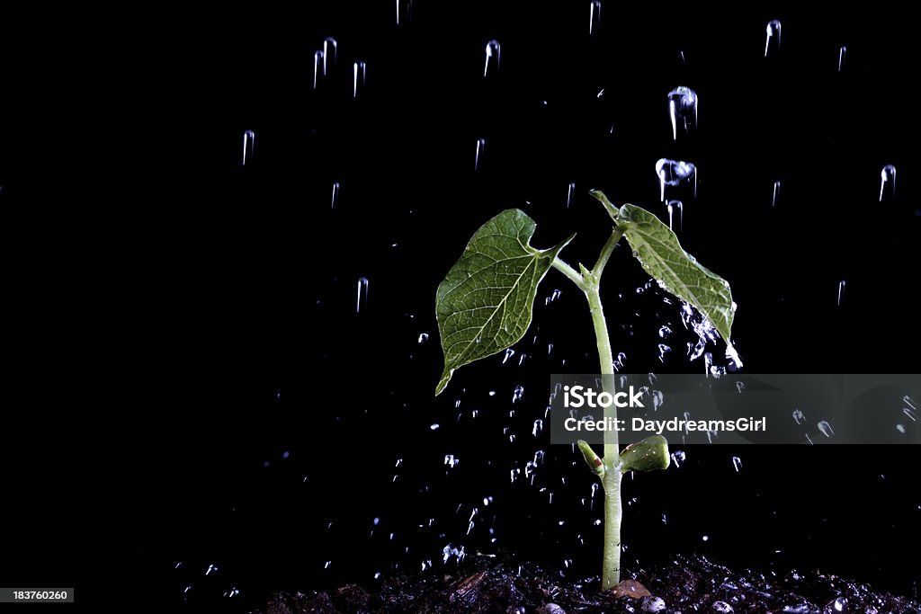 Fasola roślin lucerny i deszczu krople - Zbiór zdjęć royalty-free (Deszcz)