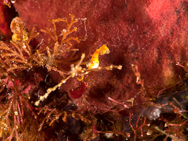 istock weedy pygmy seahorse - hippocampus pontohi 183760545