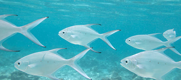 istock Schwarztupfen-Pompano (Smallspotted Dart, Trachinotus bailloni) Fish School (XXL) 183760557