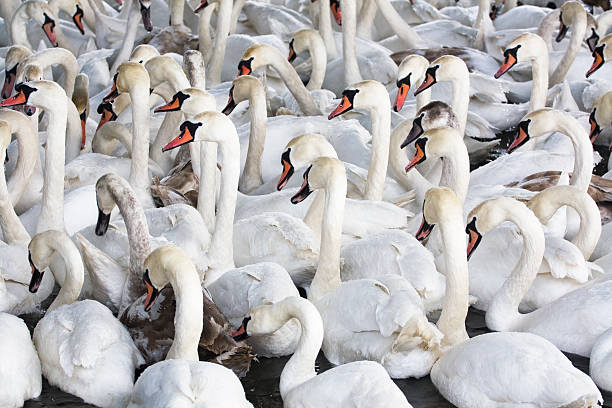 istock Flock of Swans 183760717