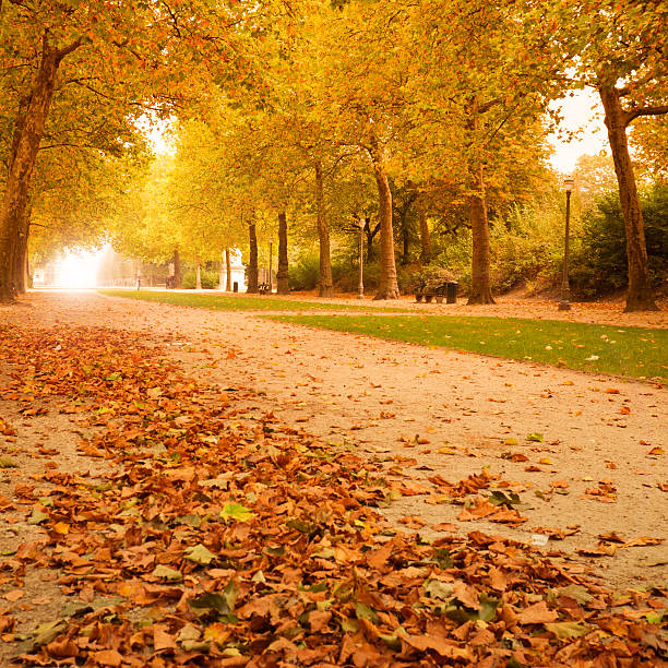 istock Autumn park in november - Light on background 183760814