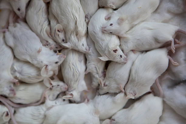 dead mices stock photo