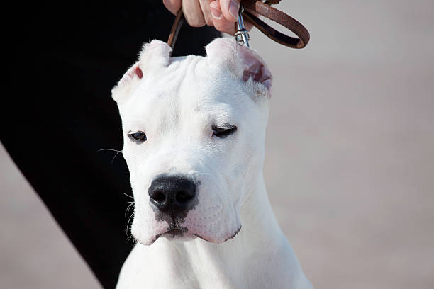 Strongest and danger dog: dogo Argentina Strongest and danger dog: Dogo Argentina dogo argentino stock pictures, royalty-free photos & images