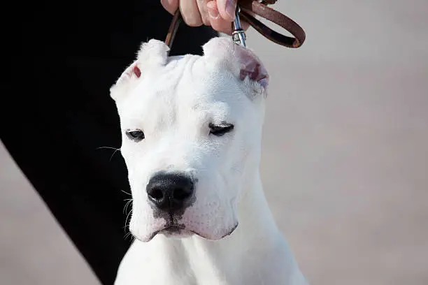 Photo of Strongest and danger dog: dogo Argentina