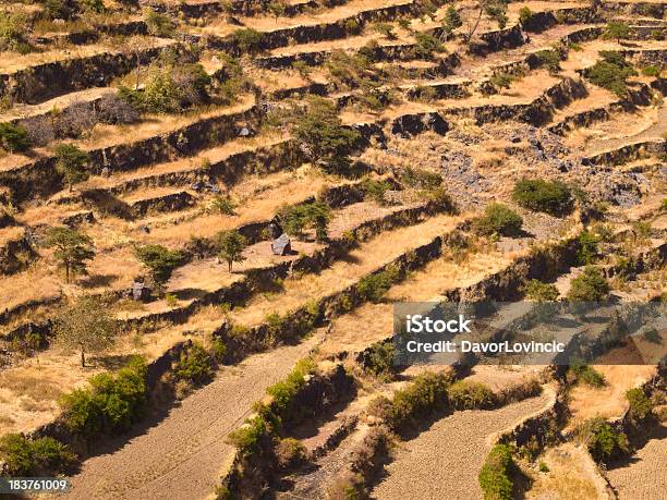 Terraces - Fotografias de stock e mais imagens de Café - Colheita - Café - Colheita, Iémen, Campo agrícola