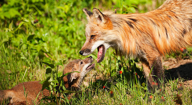 istock Cute red fox pup trying begging mom to play. 183761089