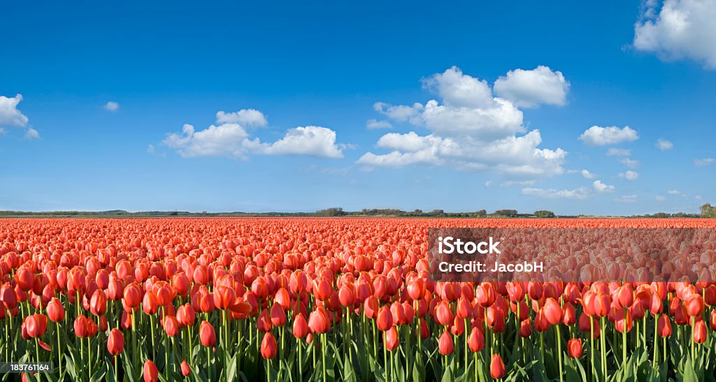 Tulipán campo de Orange - Foto de stock de Tulipán libre de derechos