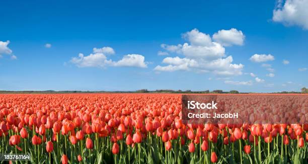 Tulipán Campo De Orange Foto de stock y más banco de imágenes de Tulipán - Tulipán, Campo - Tierra cultivada, Granja