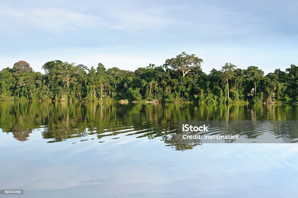 Regenwald in Peru - Lizenzfrei Fluss Amazonas Stock-Foto