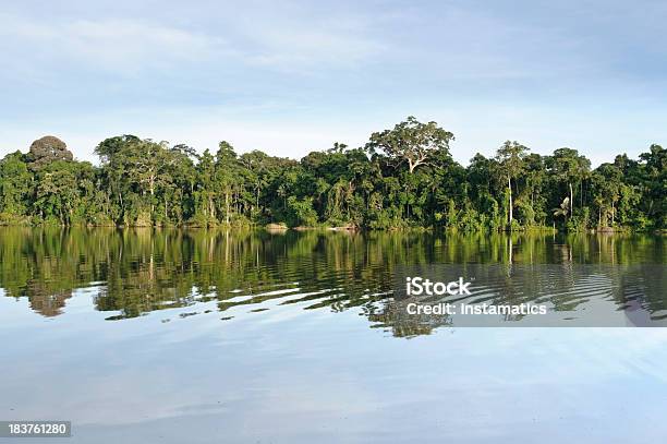 Regenwald In Peru Stockfoto und mehr Bilder von Fluss Amazonas - Fluss Amazonas, Amazonas-Region, Amazonien