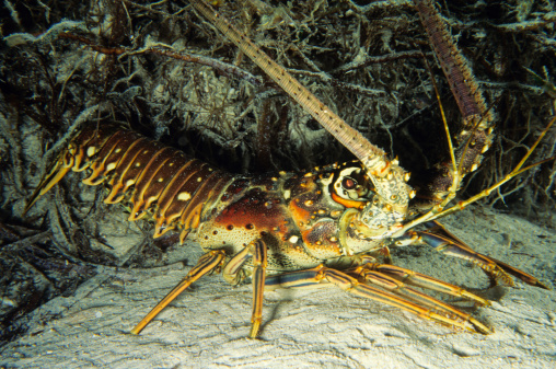 Lobster on coral reef