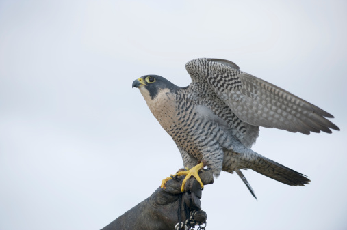 Peregrine falcon (Falco peregrinus) used in falconry