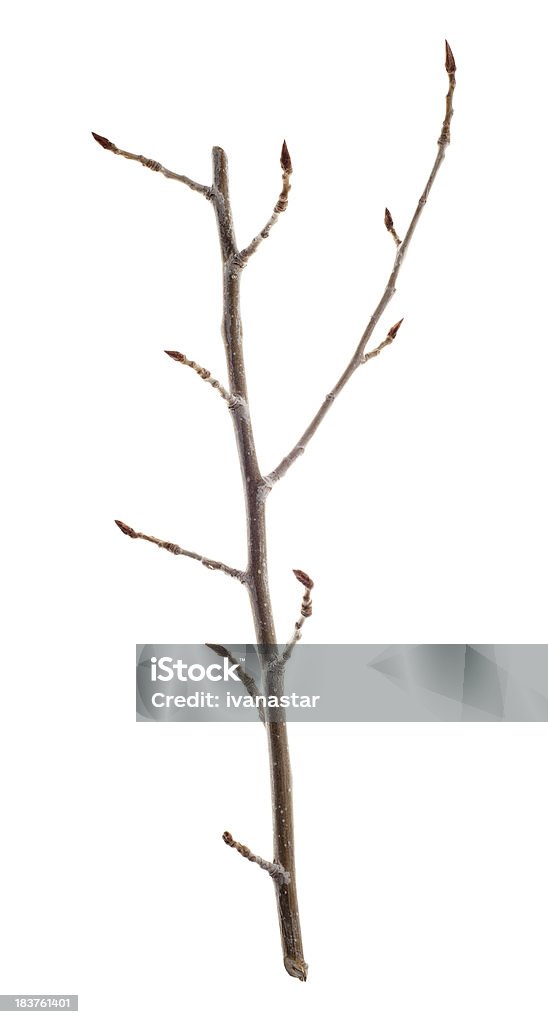 Twigs, Barras y ramas Aislado en blanco - Foto de stock de Efecto texturado libre de derechos