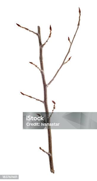 Twigs Sticks And Branches Isolated On White Stock Photo - Download Image Now - Branch - Plant Part, Cut Out, Design Element