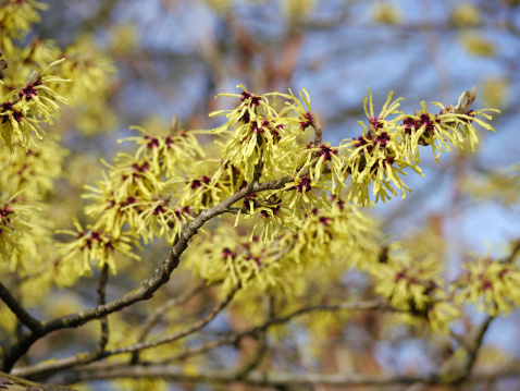 Texture of maple flowers close-up. Natural background, green leaves, blossoming buds in the sun.