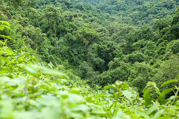 istock Argentina South america rainforest near Salta 183761748
