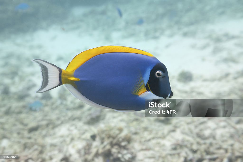 Pesce chirurgo blu, tavolozza Pesce chirurgo (Paracanthurus hepatus - Foto stock royalty-free di Grande barriera corallina