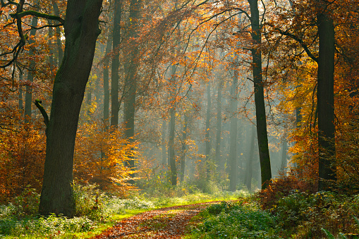 Hiking Path through Mixed Tree Forest with Sunrays in Autumn