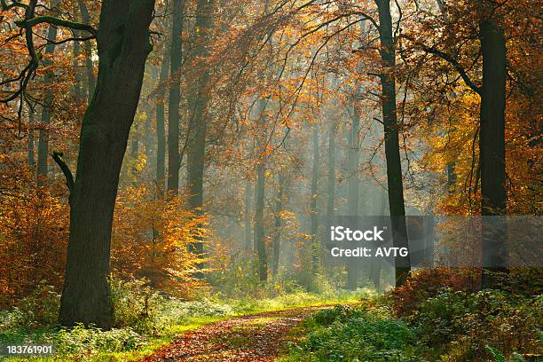 Trajeto De Caminhada Através Da Floresta Com Árvores Mista Sunrays No Outono - Fotografias de stock e mais imagens de Trilho