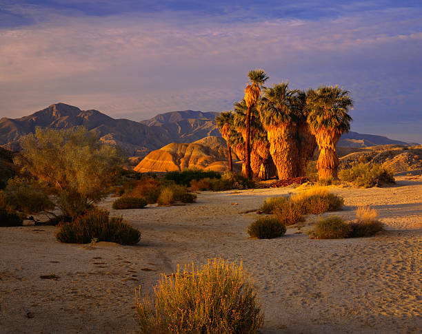 Sunrise at the Palm Oasis (Pg) Spring Wildflowers In Anza Borrego Desert State Park, California borrego springs photos stock pictures, royalty-free photos & images