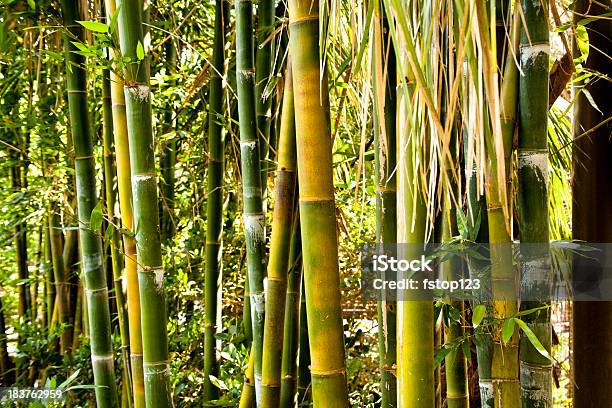 竹の背景 - カラー画像のストックフォトや画像を多数ご用意 - カラー画像, 人物なし, 写真