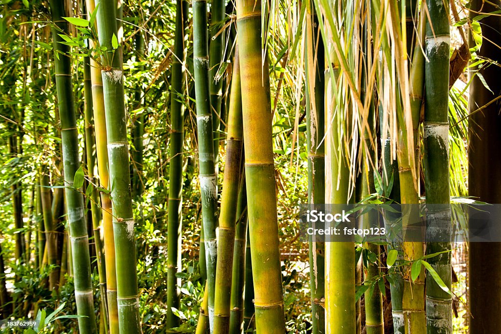 Бамбук фоне - Стоковые фото Бамбук роялти-фри