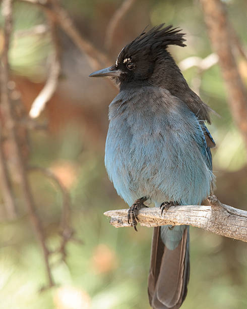 Blue Jay stock photo