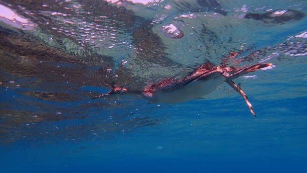 istock Great cormorant (Phalacrocorax carbo) hunting for fish undersea, Aegean Sea 1837632005
