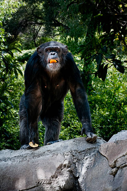 istock Ape in the jungle 183763256