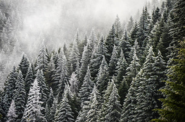 conifere glassate nella foresta nazionale di mt hood, oregon - mt hood national park foto e immagini stock