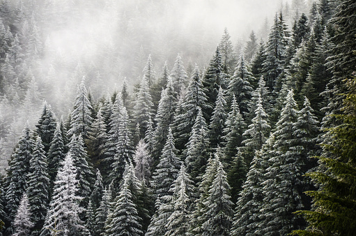 Frosted conifers in Mt Hood National Forest, Oregon