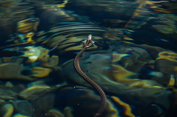 istock Coast aquatic garter snake swimming 1837635347