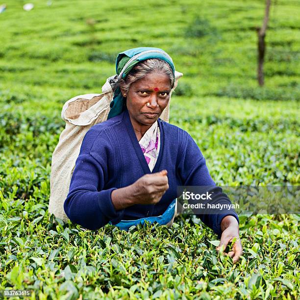 Tamil Tee Musiker Sri Lanka Stockfoto und mehr Bilder von Agrarbetrieb - Agrarbetrieb, Teeblätter, Teepflanze