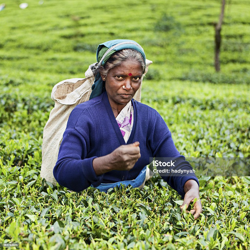 Тамилы чай pickers, Шри-Ланка - Стоковые фото Ферма роялти-фри
