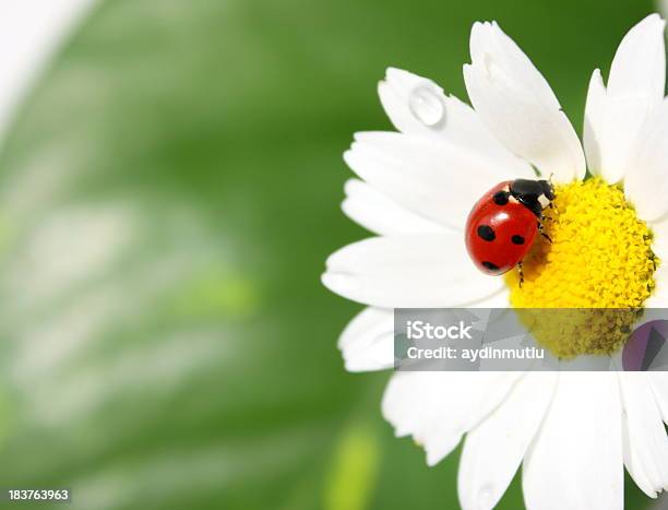 Photo libre de droit de Coccinelle Sur Daisy banque d'images et plus d'images libres de droit de Coccinelle - Coccinelle, Une seule fleur, Fleur - Flore