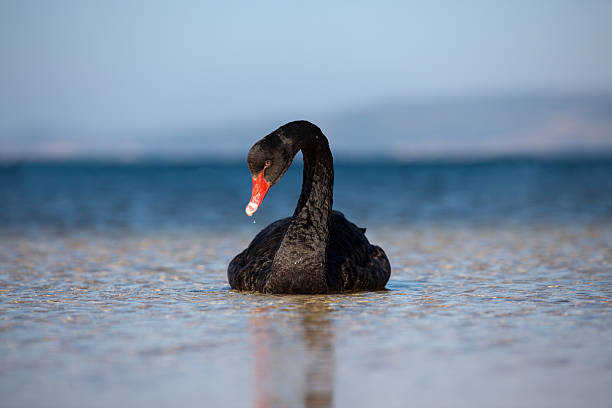 Black swan stock photo