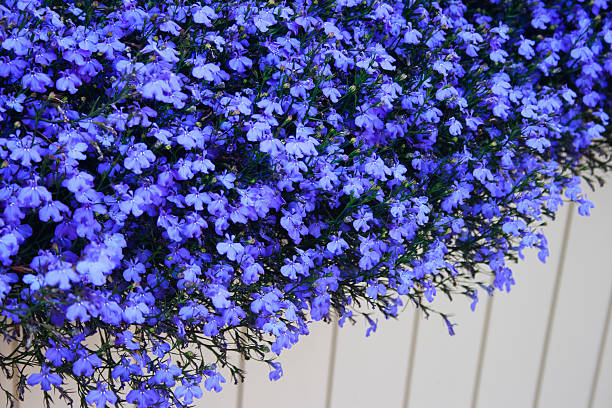 Blue lobelia.