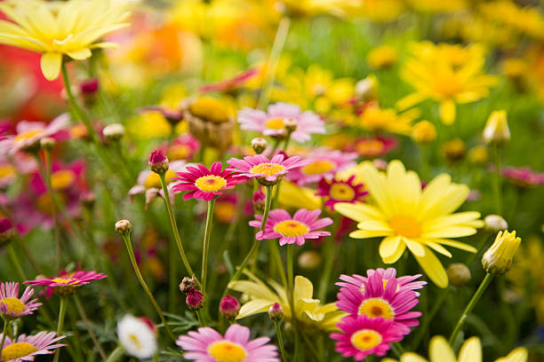 colorful daisies, focus on madeira deep rose marguerite daisy - çiçek stok fotoğraflar ve resimler