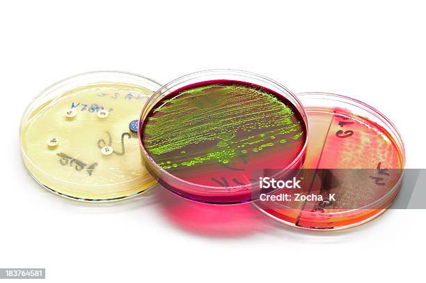 Piastre Petri - Fotografie stock e altre immagini di Piastra Petri - Piastra Petri, Agar, Antibiotico