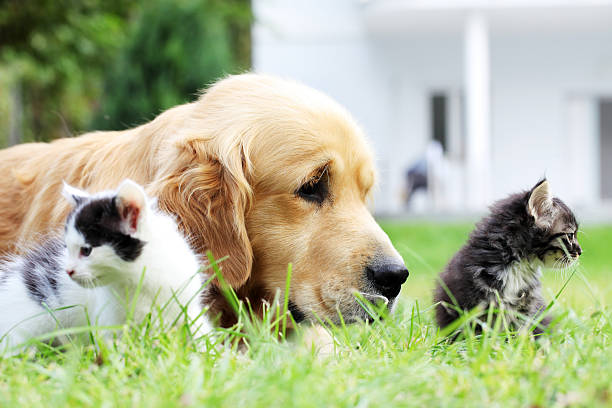 犬と猫の小さなています。 - kitten cats animals and pets formal garden ストックフォトと画像