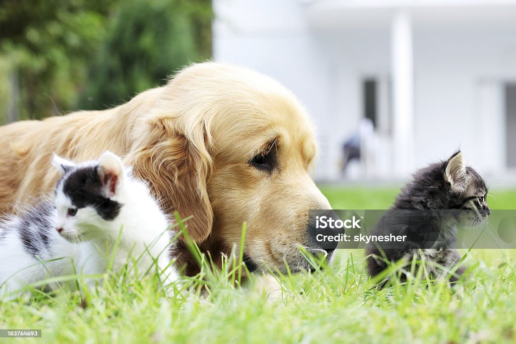 Pequenos gatos e cães em conjunto. - Foto de stock de Gato doméstico royalty-free